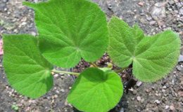 Begonia-Green-CarpetT11-12-e1451241284590