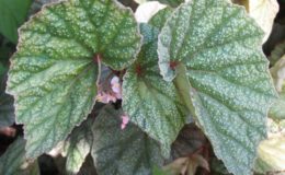 Begonia-MargaritaceaT37-12-e1451241852484