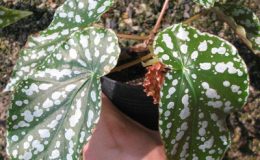 Begonia-PhoeniogrammaT15-12-e1451241253647
