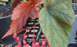 Begonia-T01-12-e1451241658441
