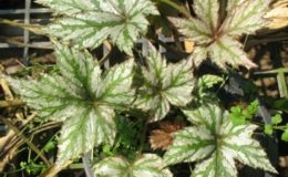 Begonia-T02-12