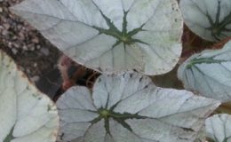 Begonia-T03-12