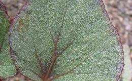 Begonia-T04