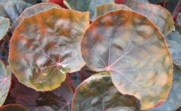 Begonia-T05