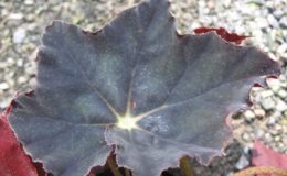 Begonia-T06