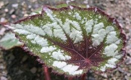 Begonia-T08-12