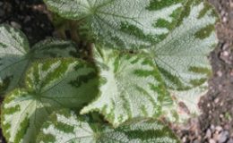Begonia-T10-12