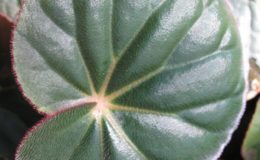 Begonia-T12-12