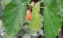 Begonia-T13-12