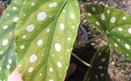 Begonia-T14-12-e1451241067553