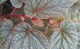 Begonia-T17-12