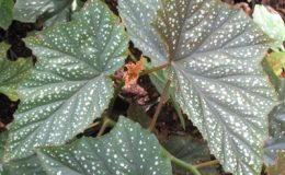 Begonia-T18-12