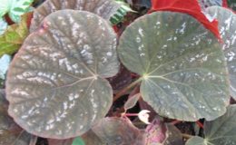 Begonia-T19-12
