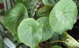Begonia-T22-12