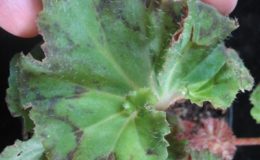 Begonia-T25-12