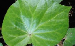 Begonia-T27-12