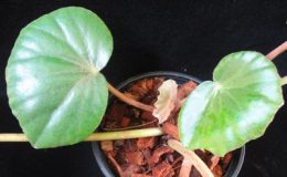 Begonia-T28-12