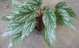 Begonia-T29-12