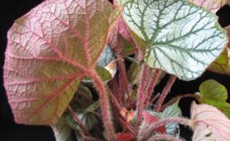 Begonia-T30-12