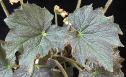 Begonia-T31-12