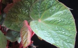 Begonia-T32-12