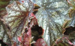 Begonia-T33-12-e1451240611271