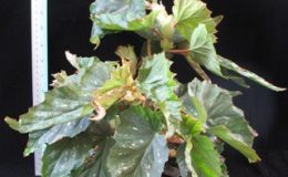 Begonia-T35-12-e1451240518207