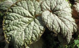 Begonia-T38-12