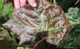 Begonia-T39-12