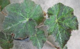 Begonia-T40-12