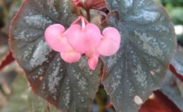 Begonia-T41-12