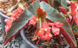 Begonia-T44-12