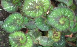 Begonia-T48