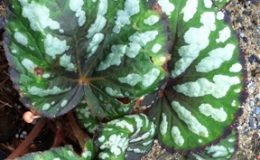 Begonia-T49-12