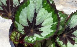 Begonia-T50-12