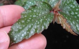 Begonia-T52-12