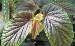 Begonia-U-404T16-12-e1451241211252