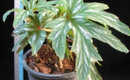 Begonia-aconitifoliaT42-12-e1451239975590