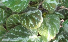 Begonia-imperialis-12