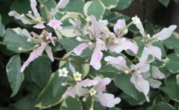 Bougainvillea-Apple-Blossom-Mutation-