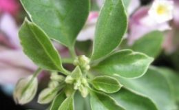 Bougainvillea-Benjawan-variegated-1000-