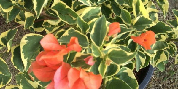 Bougainvillea-Orange-Ice-variegated-20