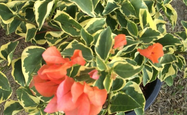 Bougainvillea-Orange-Ice-variegated-20