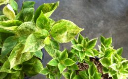 Bougainvillea-Pixie-Queen-variegata-Giant-leaf-30