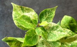 Bougainvillea-Pixie-Queen-variegata-Giant-leaf-301