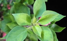 Bougainvillea-Pixie-Queen-yellow-center-24