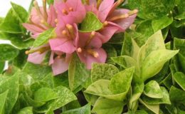 Bougainvillea-Sunset-Pixie-variegated-23