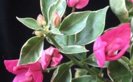 Bougainvillea-Thong-Chai-Red-variegated-900-2