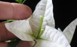 Bougainvillea-Ubon-White-900-1