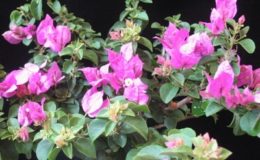 Bougainvillea-arborea-Dwarf-800-
